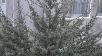 Фото номера Четырехместный номер с террасой Гостевой дом Serebria г. Судак 7